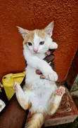 Male Mixed Breed Kitten, 1-3 Months - 3