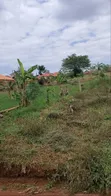 Prime Titled Plot for Sale in Bajjo, Mukono - 5