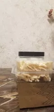 Fresh Oyster Mushrooms - 1