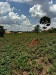 Residential Plot for Sale in Gayaza Kiwenda - 1