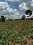 Residential Plot for Sale in Gayaza Kiwenda - 4