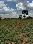 Residential Plot for Sale in Gayaza Kiwenda - 5