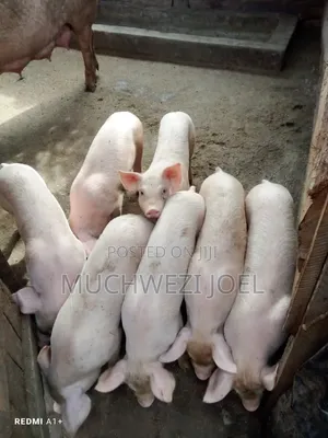 Piglets - Large White & Landrace Breed Offer