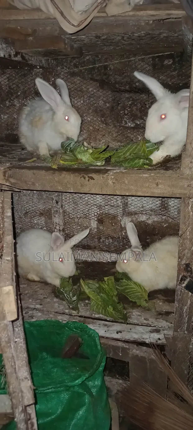 Rabbits for Sale - 1