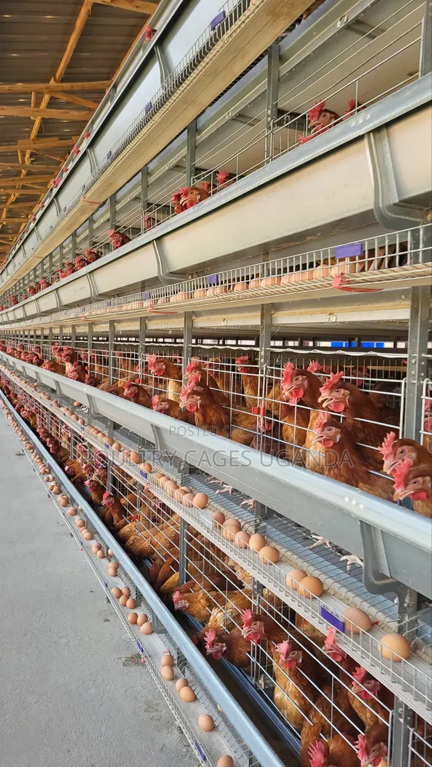 H-Type Poultry Cages - 1