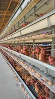 H-Type Poultry Cages - 1