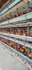 H-Type Poultry Cages - 2