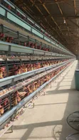 H-Type Poultry Cages - 3