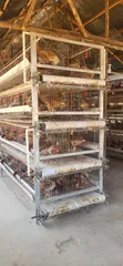 H-Type Poultry Cages - 4