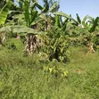 Kansangati Residential Land for Sale - 1