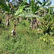 Kansangati Residential Land for Sale - 3