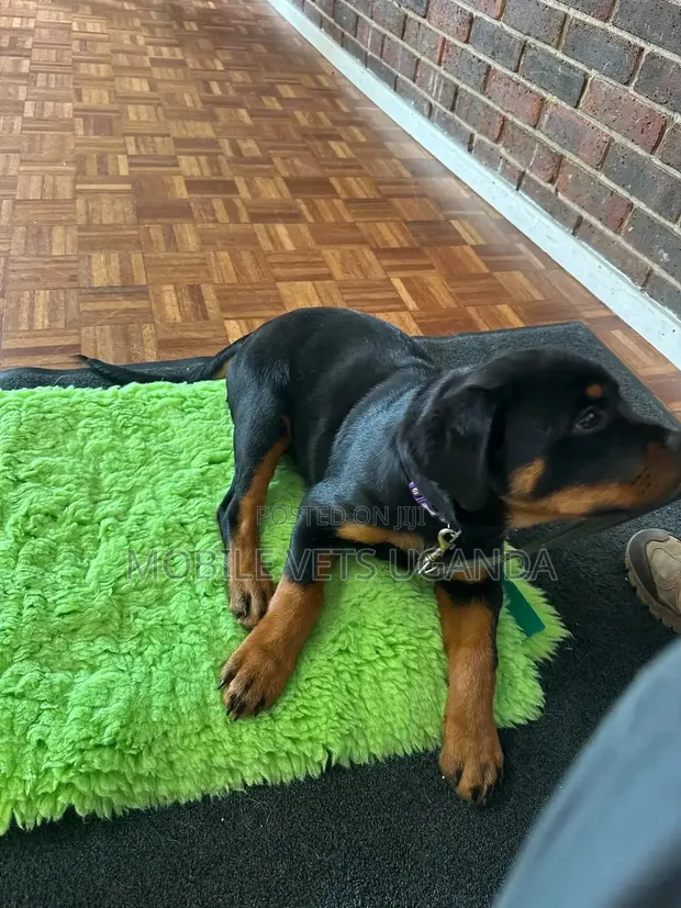 3-6 Month Male Purebred Rottweiler - 1
