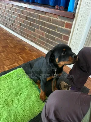 3-6 Month Female Purebred Rottweiler