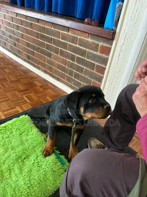 Purebred Rottweiler Puppy - 1-3 Months Old - 1