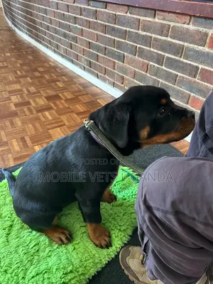 Purebred Rottweiler Puppy - 1-3 Months Old