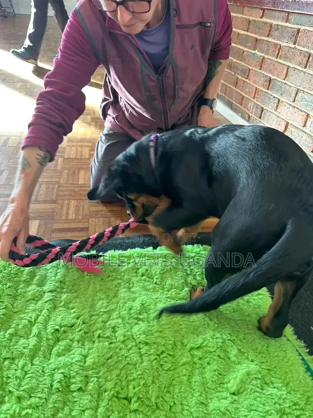 Purebred Rottweiler Puppy - 1-3 Months Old - 1