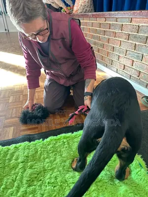 Female Purebred Rottweiler Puppy (1-3 Months)