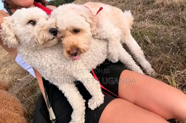 Female Purebred Poodle Puppy (1-3 Months) - 1