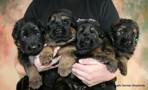 Male Purebred German Shepherd Puppy (0-1 Month)