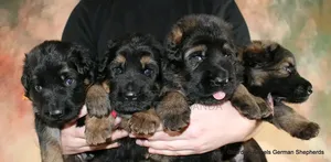 Female Purebred German Shepherd Puppy (1-3 Months)