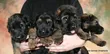Female Purebred German Shepherd Puppy (1-3 Months) - 1