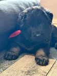 Female Purebred German Shepherd Puppy (1-3 Months) - 2