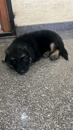 1-3 Month Old Male Purebred German Shepherd