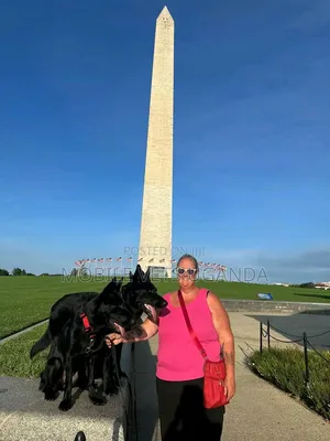 3-6 Month Male Purebred German Shepherd