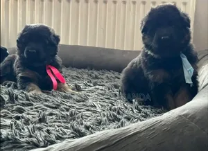 Male Purebred German Shepherd Puppy (0-1 Month)