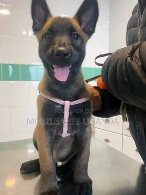 Female Purebred Belgian Malinois Puppy (1-3 Months)
