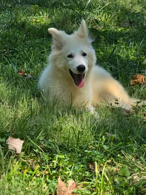 1-3 Month Male Purebred German Shepherd