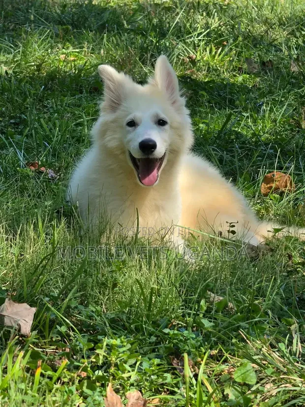 Female Purebred German Shepherd Puppy (1-3 Months) - 1