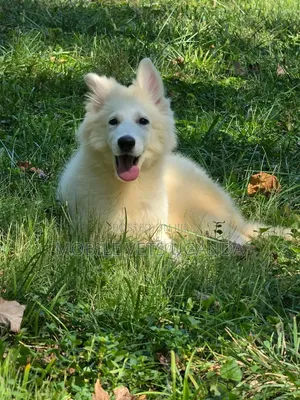 Female Purebred German Shepherd, 3-6 Months