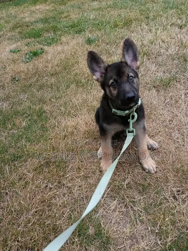 1-3 Month Old Male Purebred German Shepherd - 1