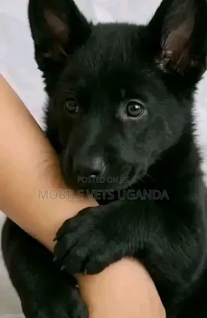 Female Purebred German Shepherd Puppy (1-3 Months)