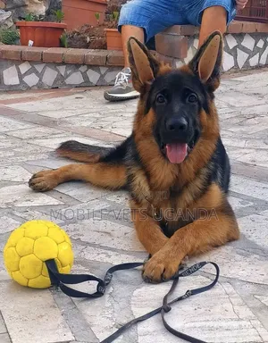 3-6 Month Male Purebred German Shepherd