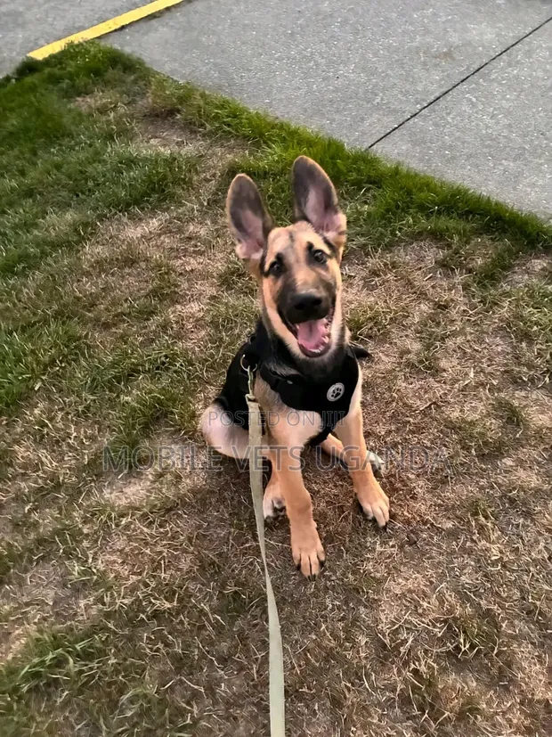 1-3 Month Male Purebred German Shepherd Puppy - 1