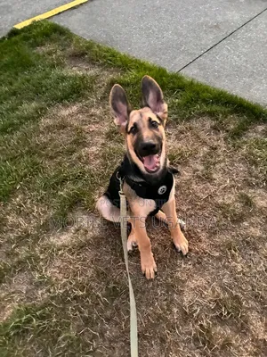1-3 Month Male Purebred German Shepherd Puppy