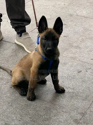 Female Purebred Belgian Malinois Puppy (1-3 Months)