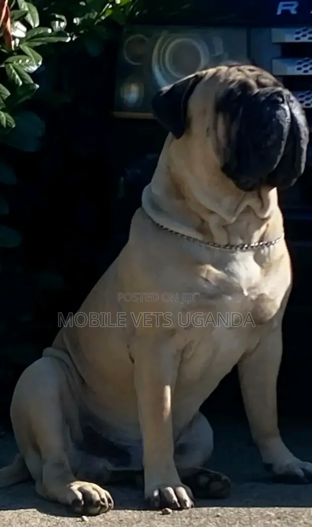 Purebred Bullmastiff - 6-12 Months Male - 1