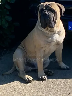 Purebred Bullmastiff - Male, 1+ Year Old