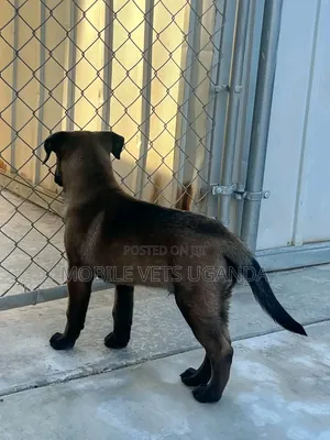 1-3 Month Old Male Purebred Belgian Malinois Puppy