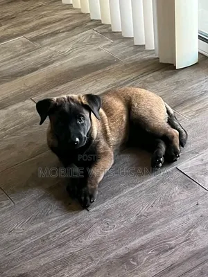 1-3 Month Female Purebred Belgian Malinois Puppy