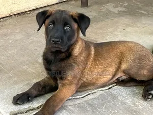 3-6 Month Male Purebred Belgian Malinois