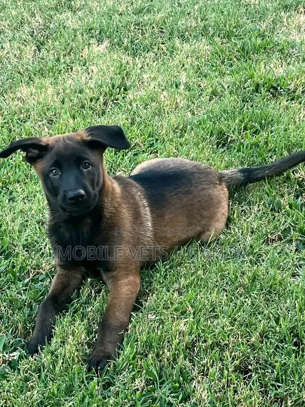 1-3 Month Old Male Purebred Belgian Malinois Puppy - 1