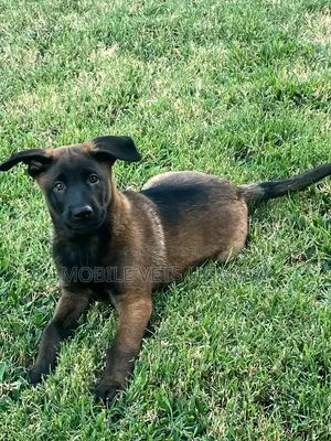 1-3 Month Old Male Purebred Belgian Malinois Puppy