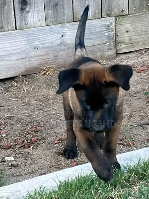 Female Purebred Belgian Malinois Puppy (1-3 Months)