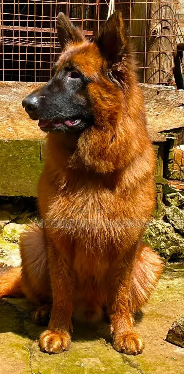 3-6 Month Male Purebred German Shepherd - 1