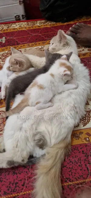 Male Purebred Exotic Kitten (0-1 Month)