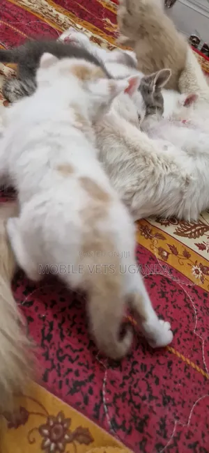 Female Purebred Bombay Kitten, 0-1 Month